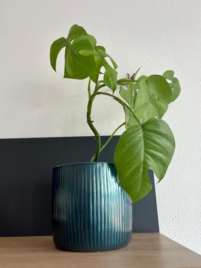 דירות קולאן Monstera I מראה חיצוני תמונה